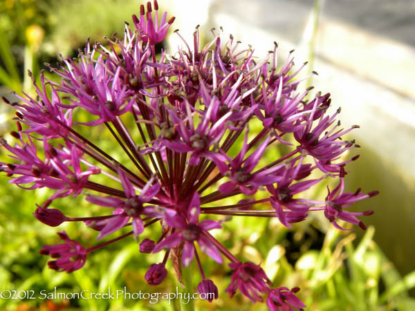 Allium hollandicum Purple Sensation