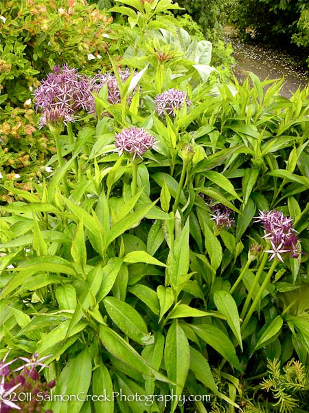 Allium christophii