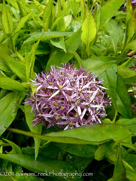 Allium christophii