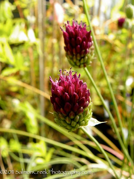 Allium sphaerocephalon