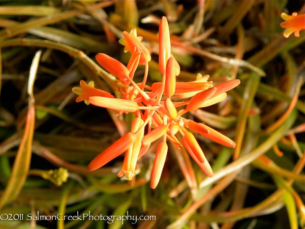 Aloe ‘Johnson’s Hybrid’