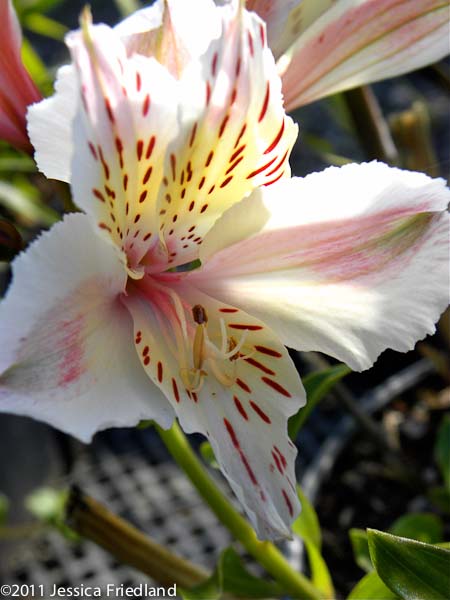 Alstroemeria ‘Casablanca’