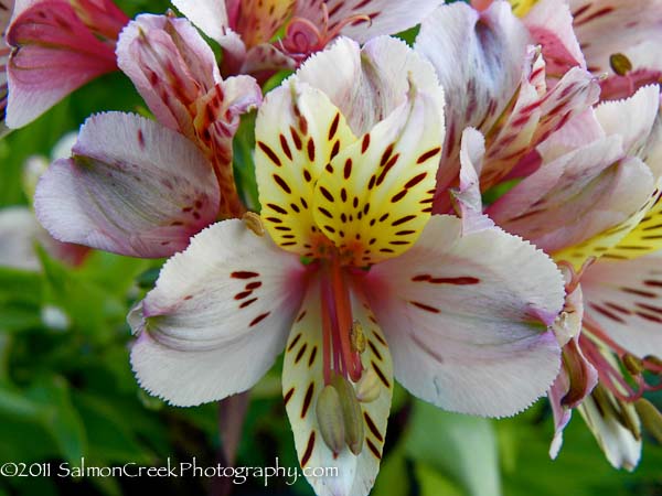 Alstroemeria 'Champagne' at Digging Dog Nursery