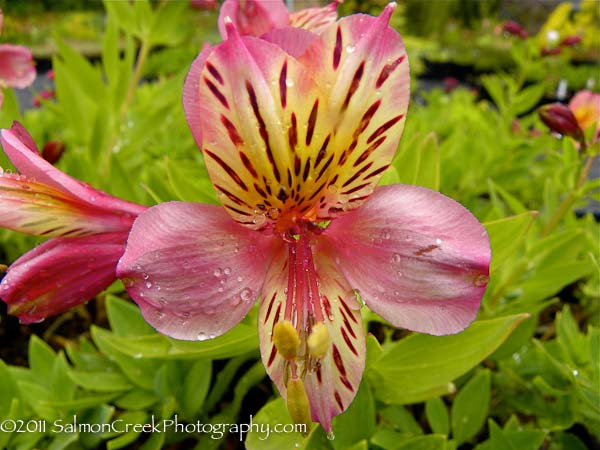 Alstroemeria Dusty Rose