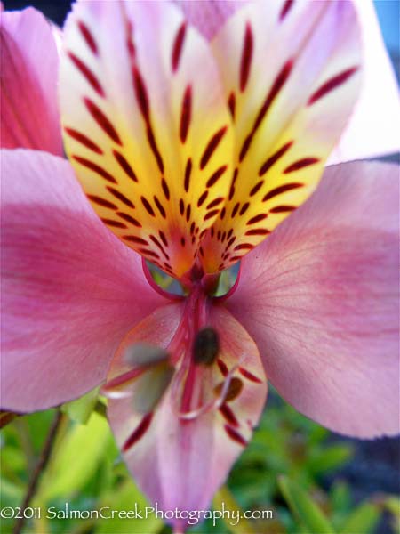 Alstroemeria ‘Dusty Rose’