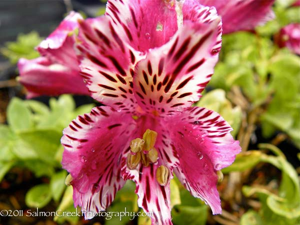 <i>Alstroemeria</i> ‘Lavender Blush’