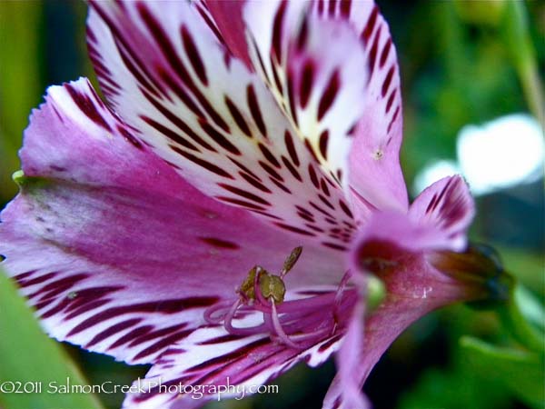 Alstroemeria ‘Lavender Blush’