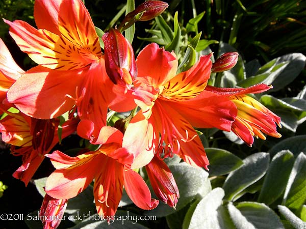 <i>Alstroemeria</i> ‘Princess Victoria’