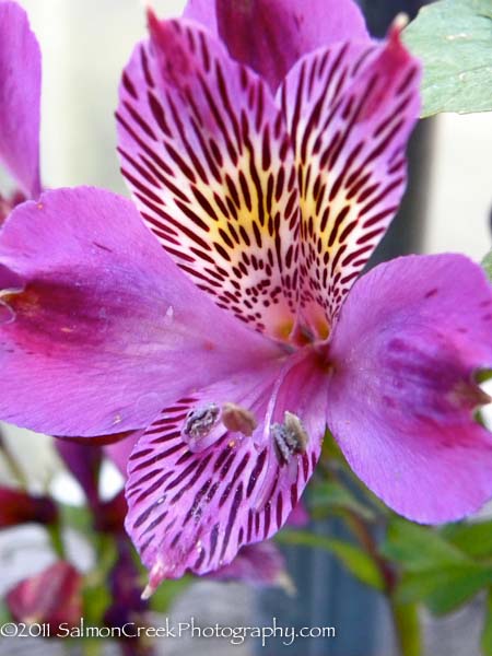 Alstroemeria ‘Rachel’