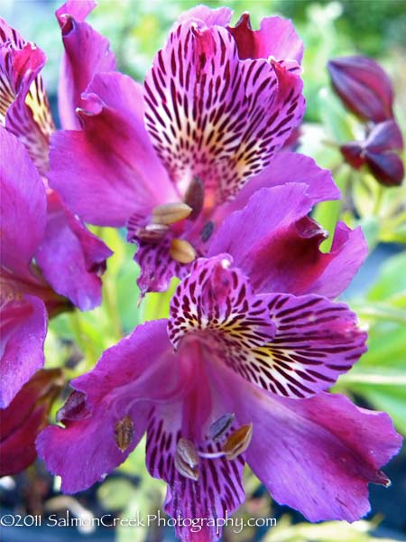 Alstroemeria Rachel