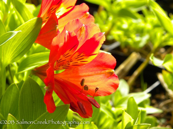 Alstroemeria ‘Red Valley’