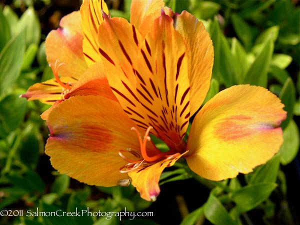 Alstroemeria ‘Third Harmonic’