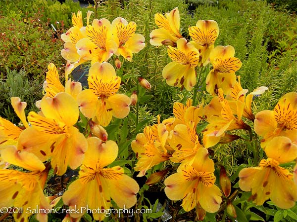 Alstroemeria violacea ‘Yellow Friendship’