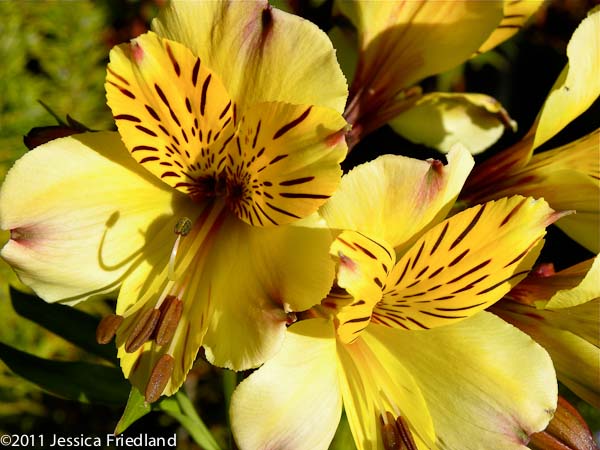 Alstroemeria violacea Yellow Friendship