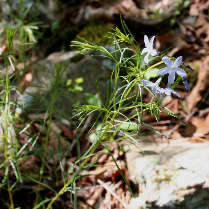 Amsonia hubrichtii