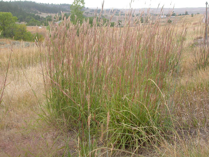 Andropogon gerardii