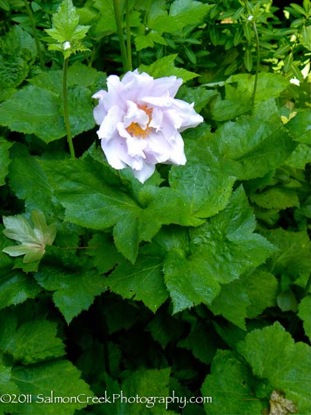 Anemone hybrida ‘Alice’