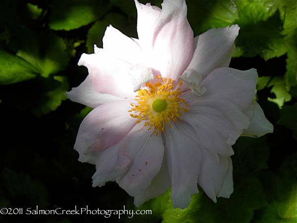 Anemone hybrida Alice