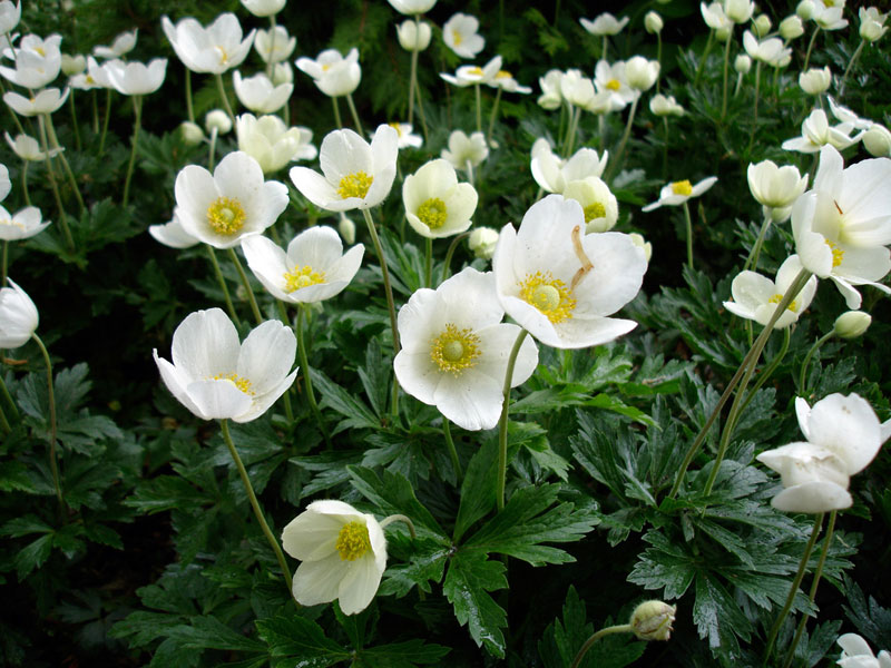 Anemone Sylvestris At Digging Dog Nursery Anemone Sylvestris At Digging Dog Nursery