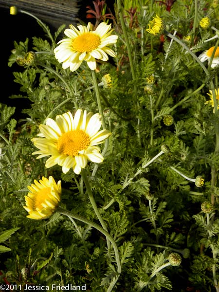 Anthemis Susanna Mitchell