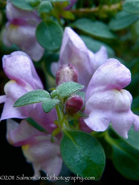 Antirrhinum hispanicum ‘Roseum’