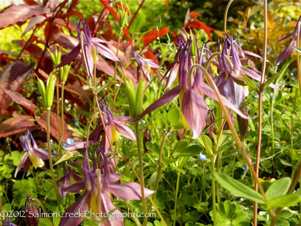 Aquilegia buergeriana Calimero