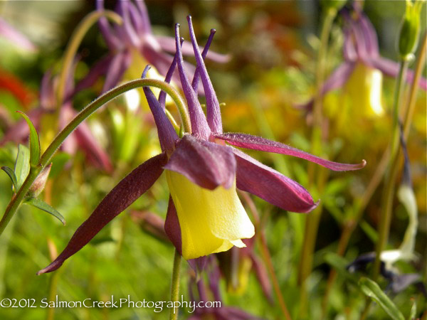 Aquilegia buergeriana ‘Calimero’