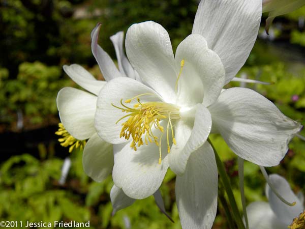 Aquilegia Kristall