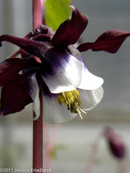 Aquilegia vulgaris ‘William Guiness’