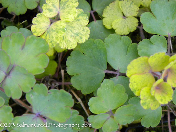 Aquilegia vulgaris Woodside Gold