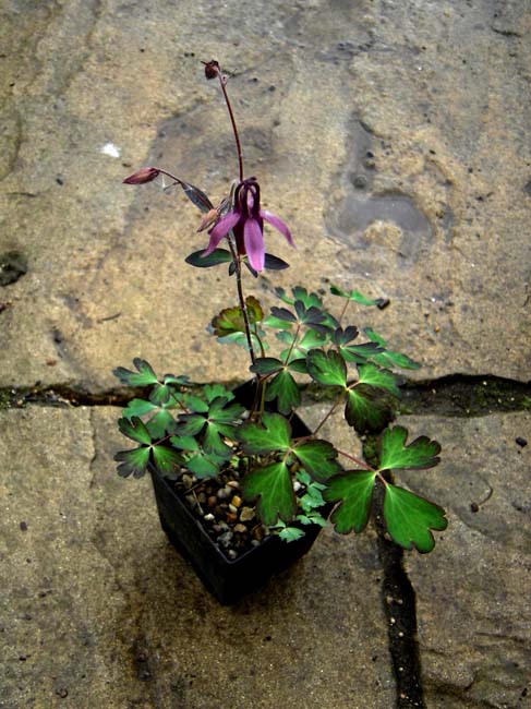 Aquilegia rockii