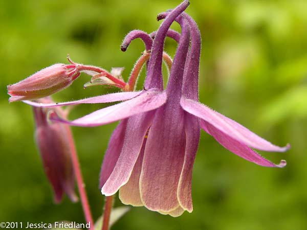 <i>Aquilegia rockii</i>