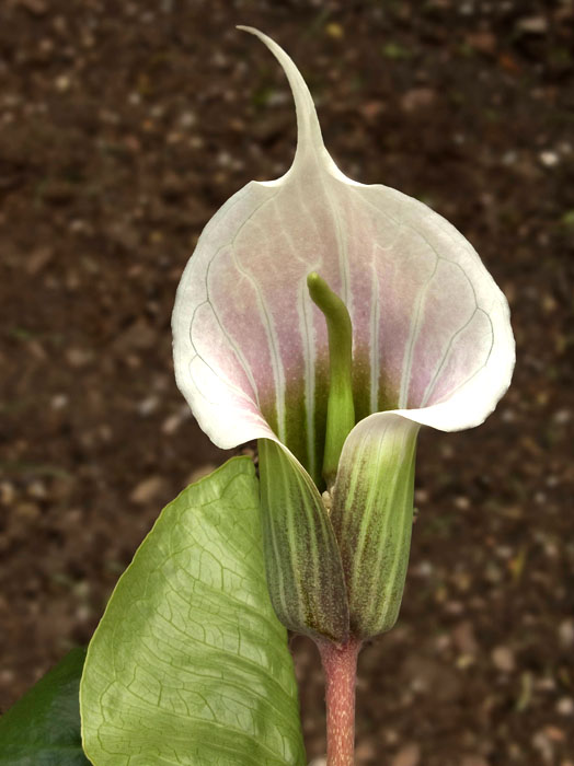 Arisaema candidissimum