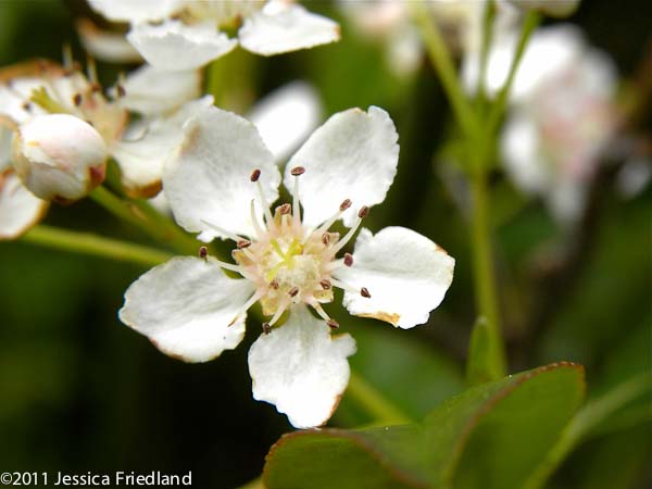 <i>Aronia melanocarpa</i> ‘Iroquois Beauty’