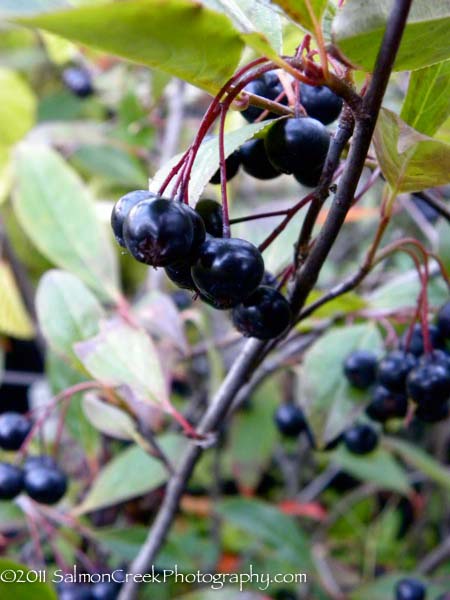 Aronia melanocarpa ‘Iroquois Beauty’