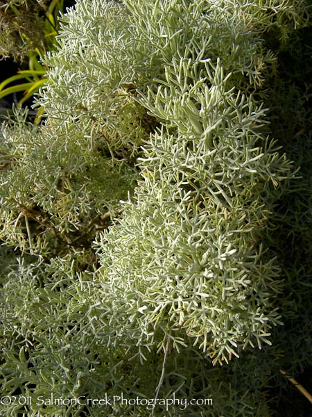 Seafoam Artemisia, Curlicue Sage