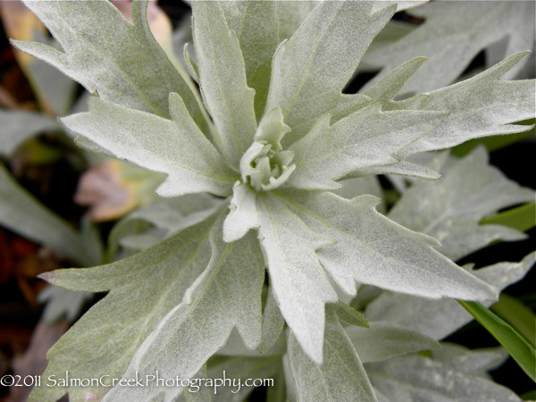 Artemisia ludoviciana Valerie Finnis