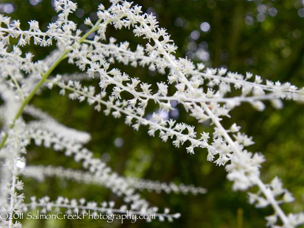 Aruncus dioicus ‘Zweiweltenkind’