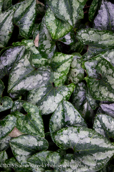 Asarum splendens