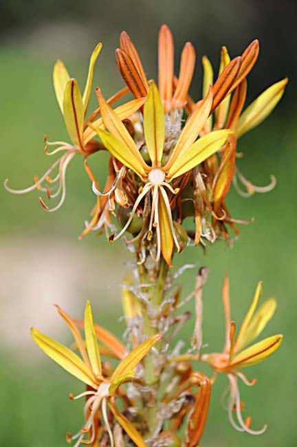 Asphodeline lutea