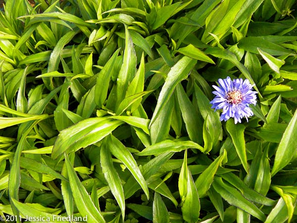 Aster novi-belgii Blue Danube