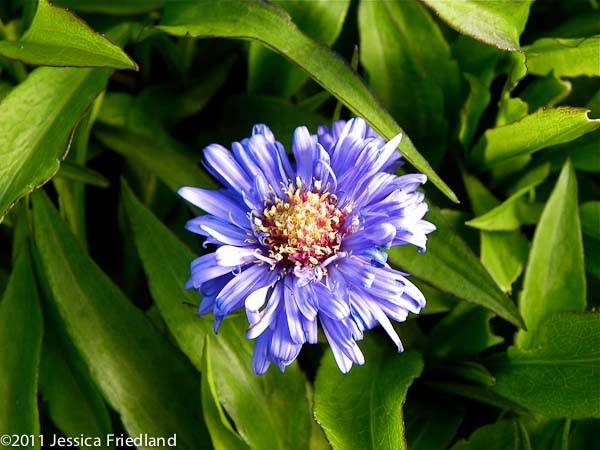 Aster novi-belgii Blue Danube