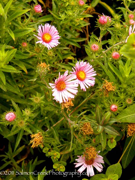 Aster novae-angliae Harringtons Pink