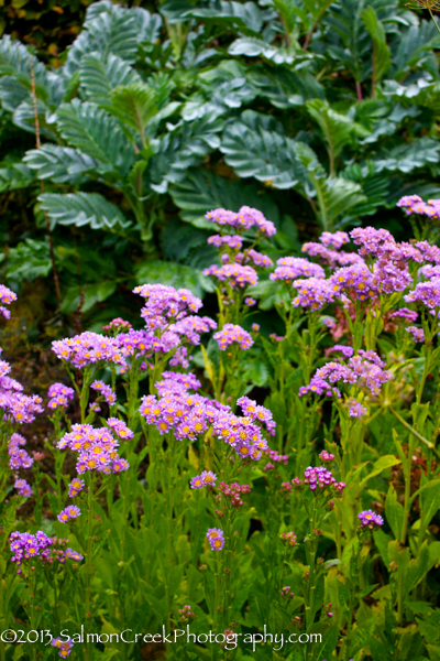 Aster tataricus ‘Jindai’