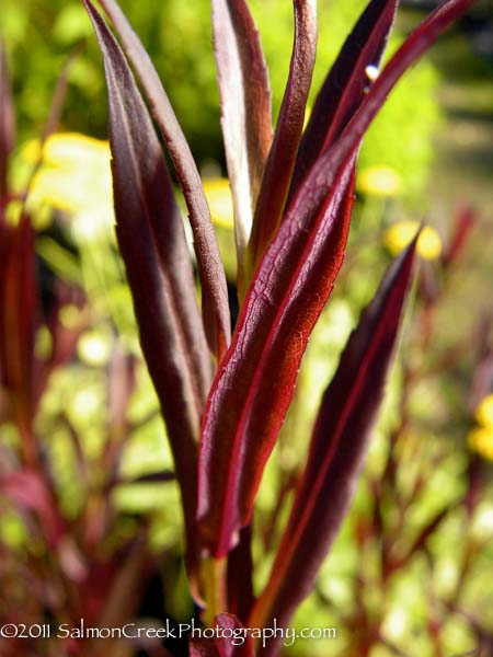 Aster lateriflorus ‘Lady in Black’