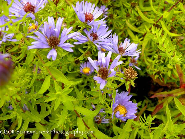 Aster oblongifolius ‘October Skies’