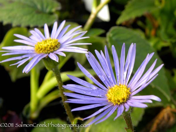 Aster asperulus