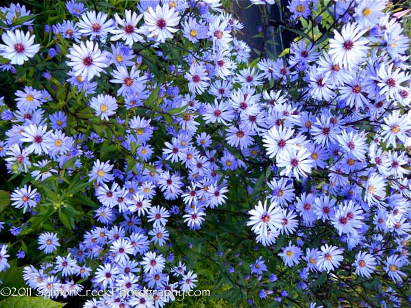 Aster turbinellus