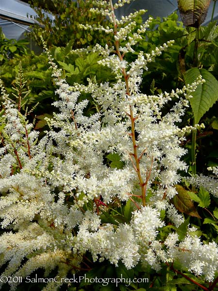 Astilbe ‘Ellie’