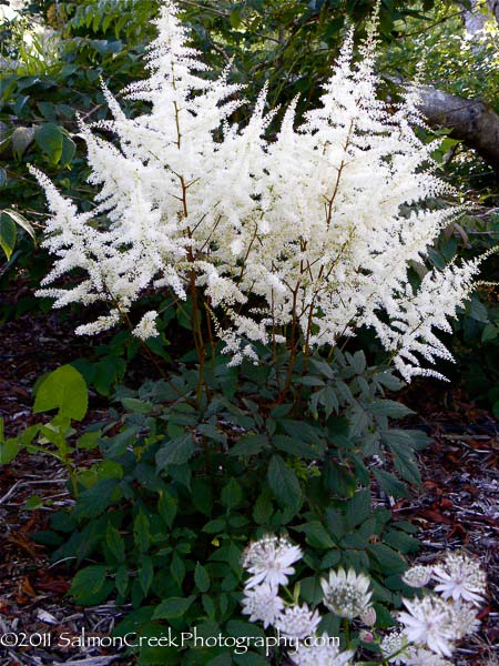 Astilbe ‘Ellie’